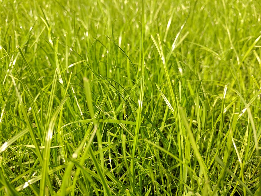 grass, green, lawn, greenery, garden, garden floor, recovery HD wallpaper