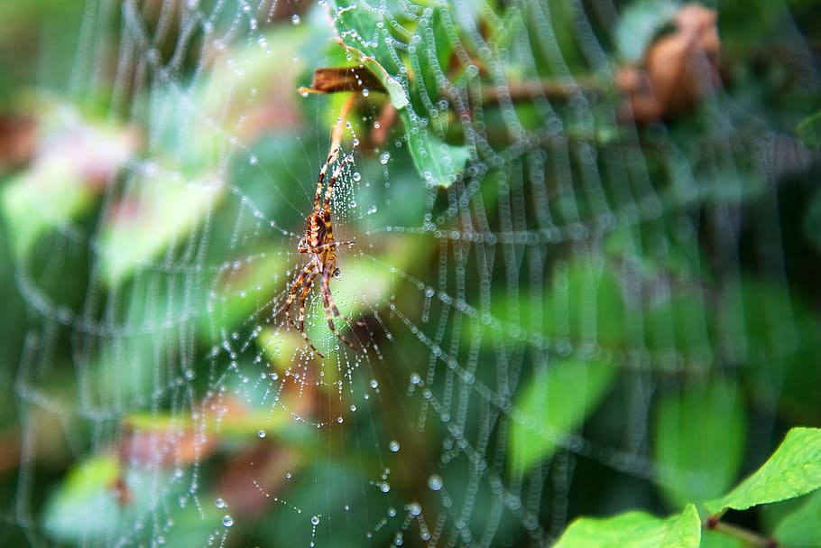 spider web, spiderweb, insect, weave, spooky, wildlife, cobweb HD wallpaper