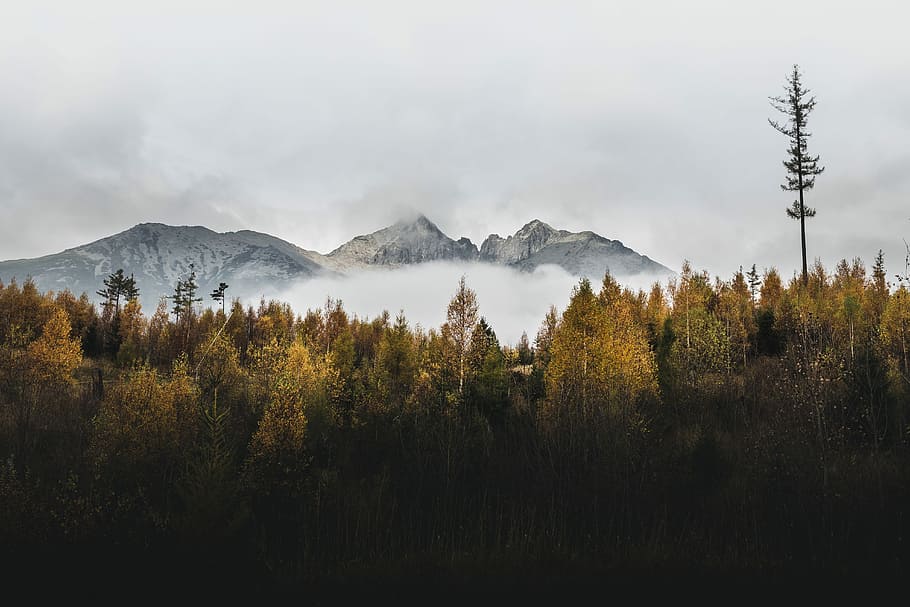 landscape photo of forest, mountains and trees during daytime HD wallpaper