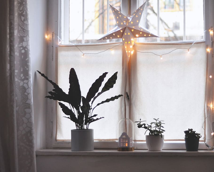 three green plants in vase beside windowpane, plants on windowsill beside closed window HD wallpaper
