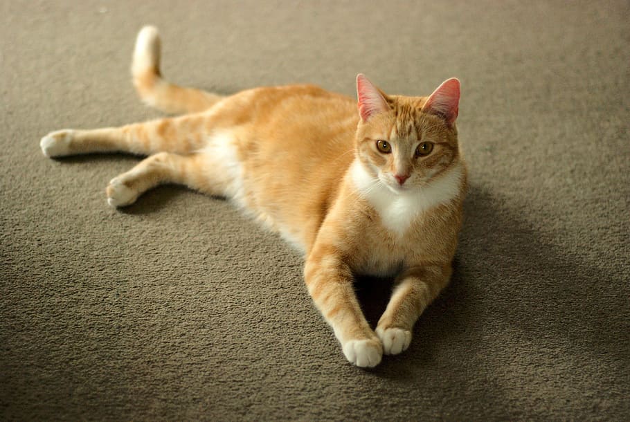 cat, portrait, pet, cute, lying, domestic cat, feline, pets HD wallpaper