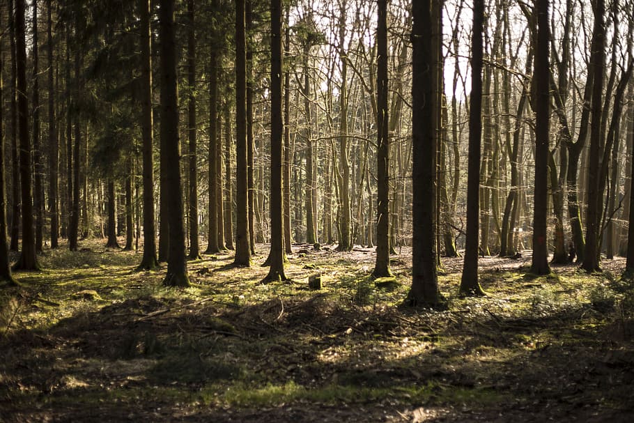 wood, tree, nature, landscape, leaf, park, germany, forest HD wallpaper