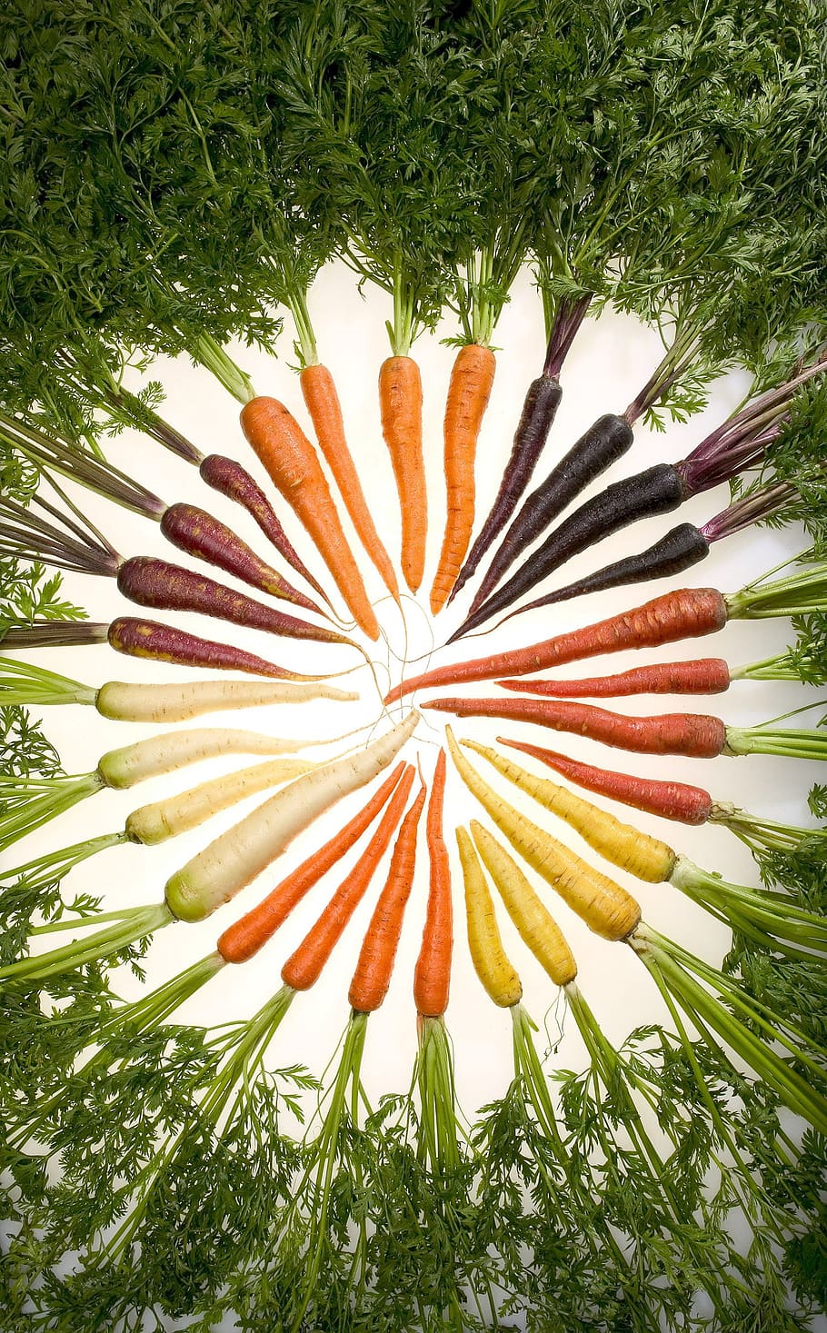 closeup photo of carrots artwork, variety, vegetables, veggie HD wallpaper
