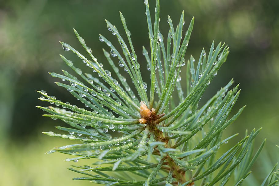 needle, tree, pine, evergreen, nature, drops, living nature HD wallpaper