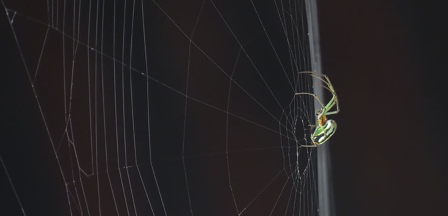 nature, insect, spider, macro, armenia, invertebrate, animal HD wallpaper
