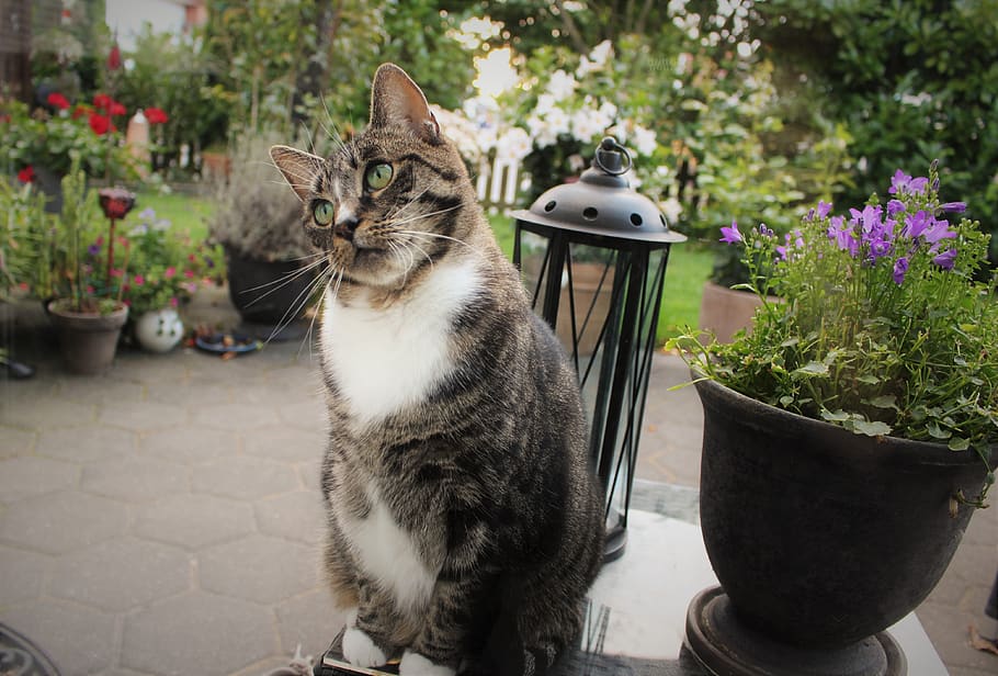 cat, pet, garden, park, domestic, pets, domestic animals, domestic cat HD wallpaper
