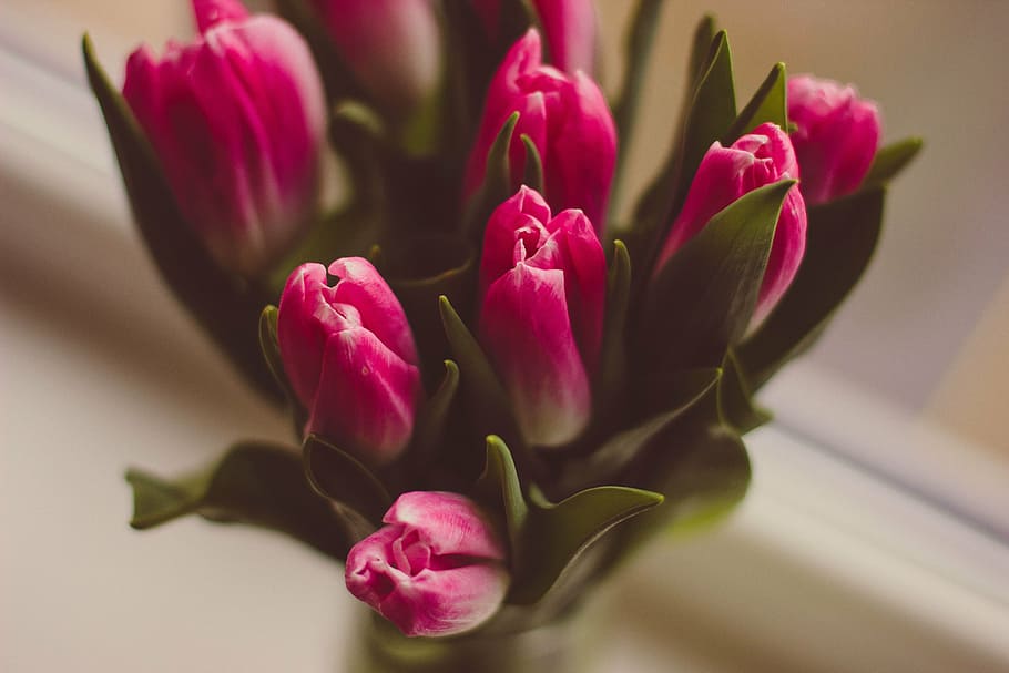 pink tulips in selective focus photography, white, petaled, flower, HD wallpaper