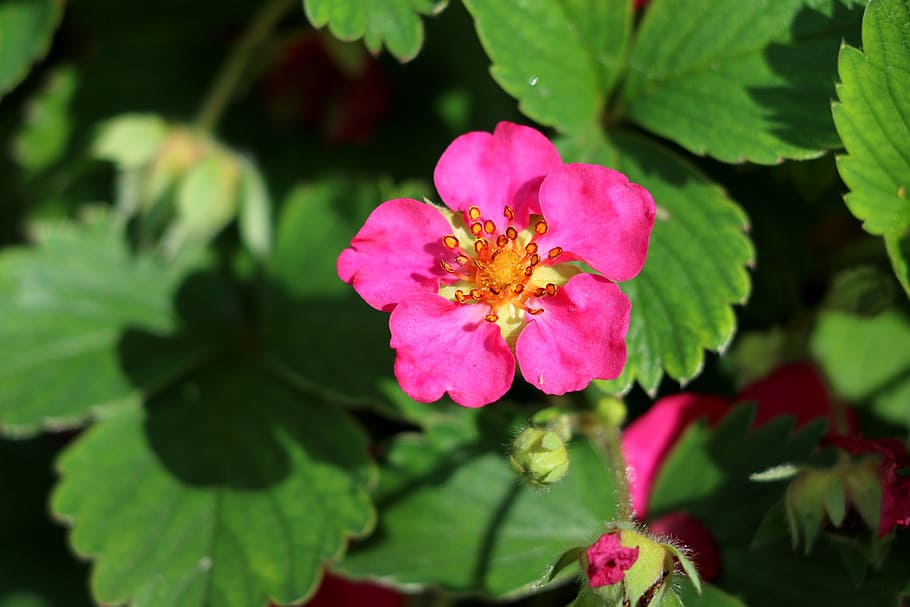 flower, spring, garden, nature, plant, leaf, red, summer, petal HD wallpaper