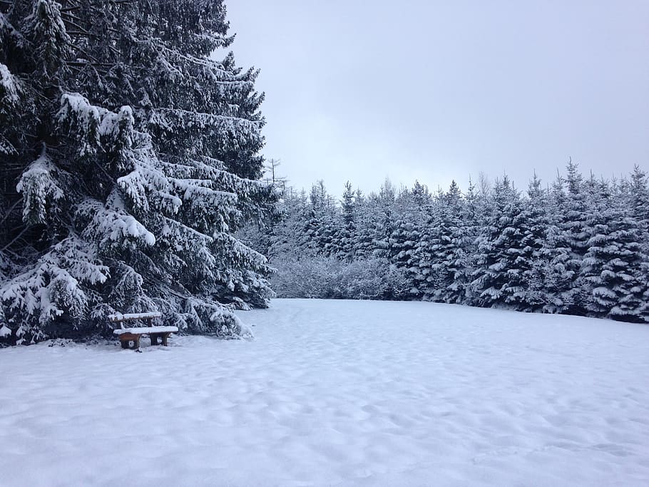 snow, wintry, forest, snowy, mountains, winter, cold temperature HD wallpaper