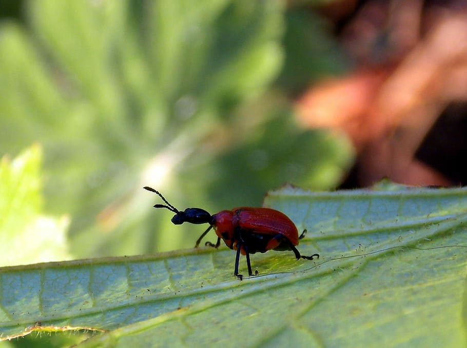 Beetle, Leaf Roller, Hazel, Leaf-Roller, hazel leaf-roller HD wallpaper