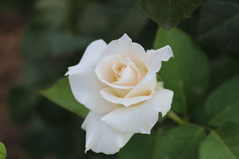 white, rose, love, nature, petal, flower, rose - Flower, close-up HD wallpaper