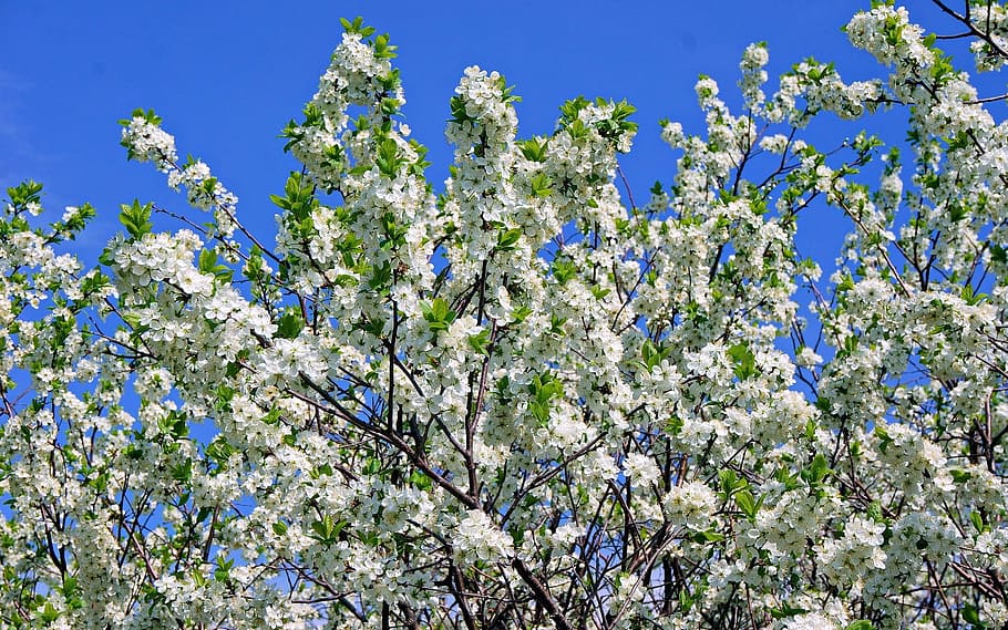 spring, apple tree, color, sky, nature, blue, flower, springtime HD wallpaper