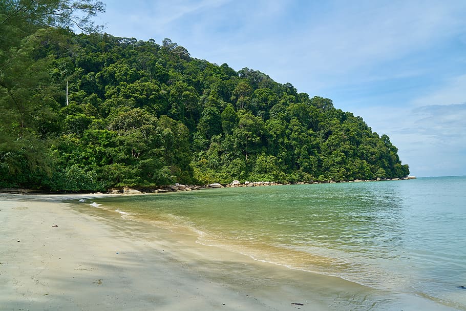 nature, marine, ocean, monkey, animal, wild, landscape, beach HD wallpaper