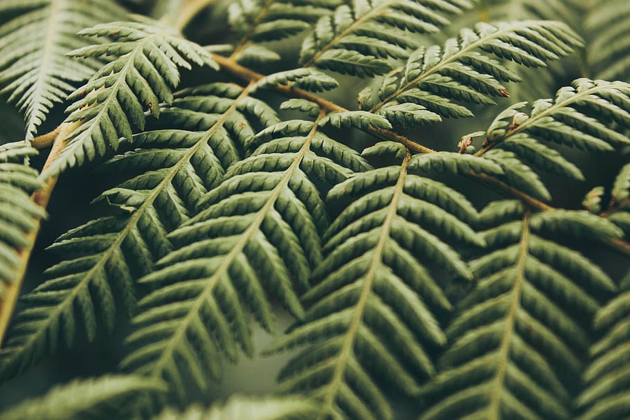 green, leaf, plant, nature, green color, growth, plant part HD wallpaper