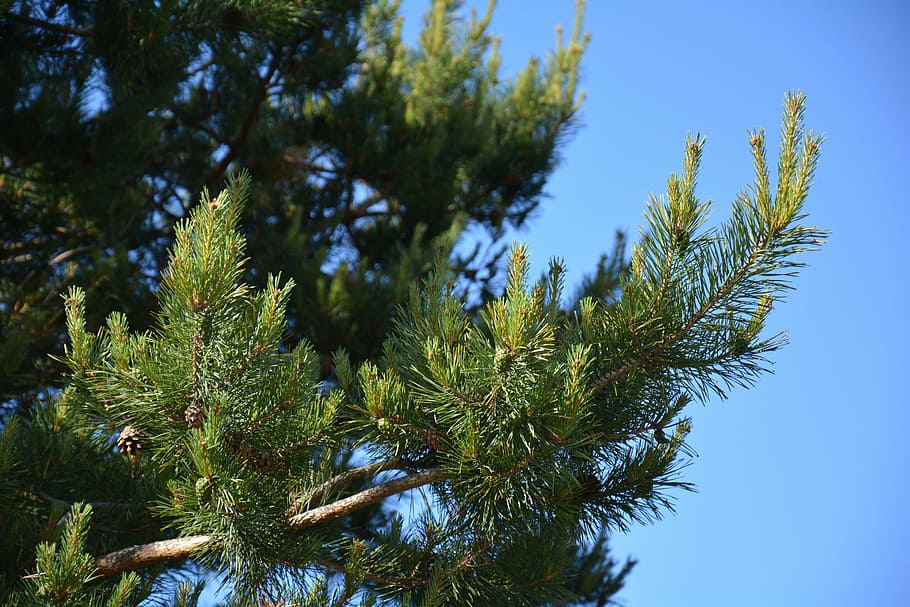 pine, tree, forest, branch, cones, plant, growth, green color HD wallpaper