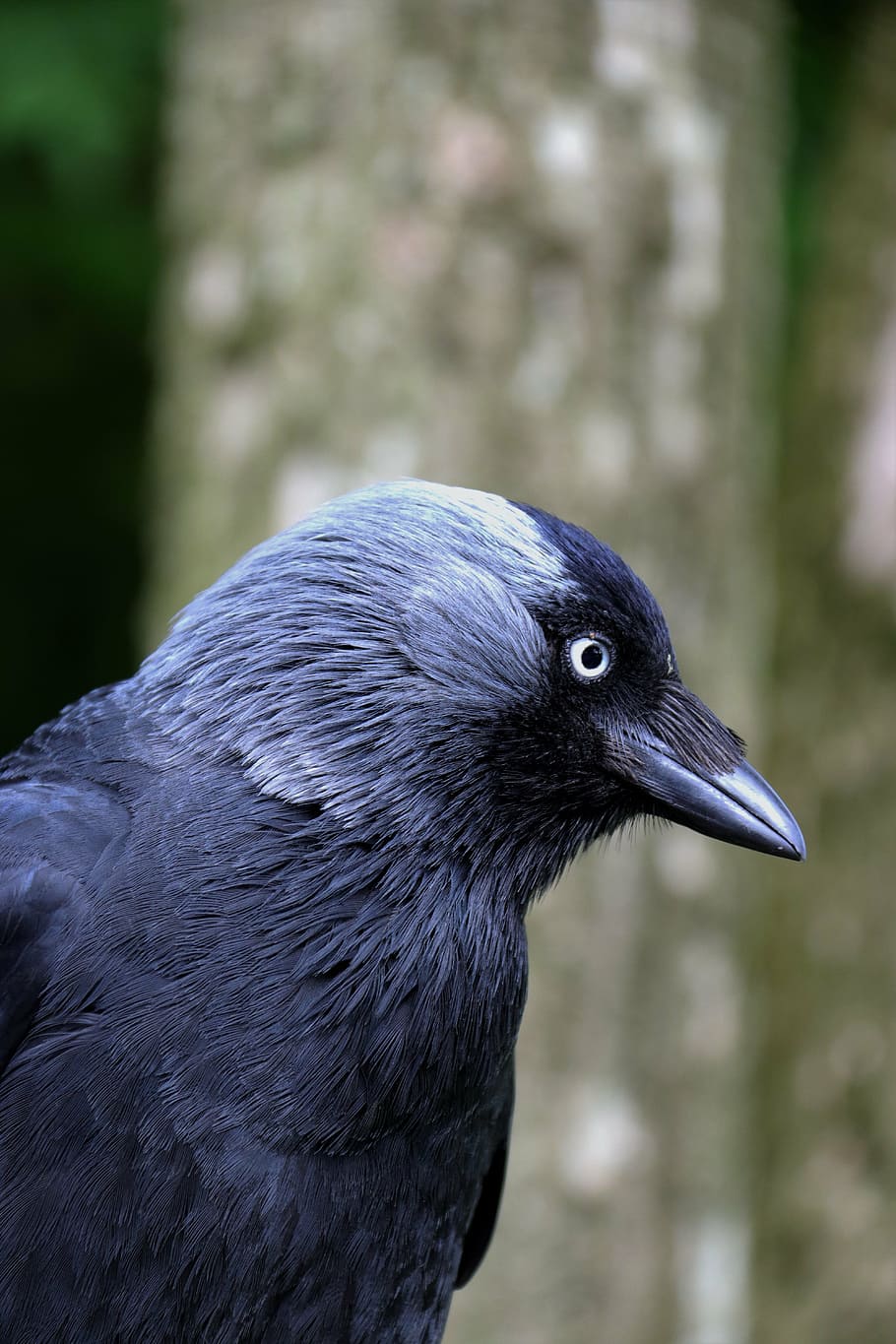closeup photo of black bird, jackdaw, blackbird, animal, nature, HD wallpaper