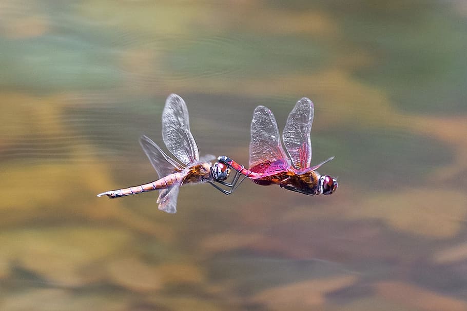 two roseate skimmers close-up photo, dragonfly, flight, insect, HD wallpaper