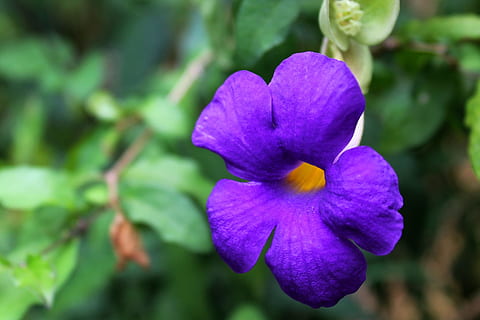 HD wallpaper: purple 5-petal flower, flora, beautiful, violet, wild, wild  flower | Wallpaper Flare