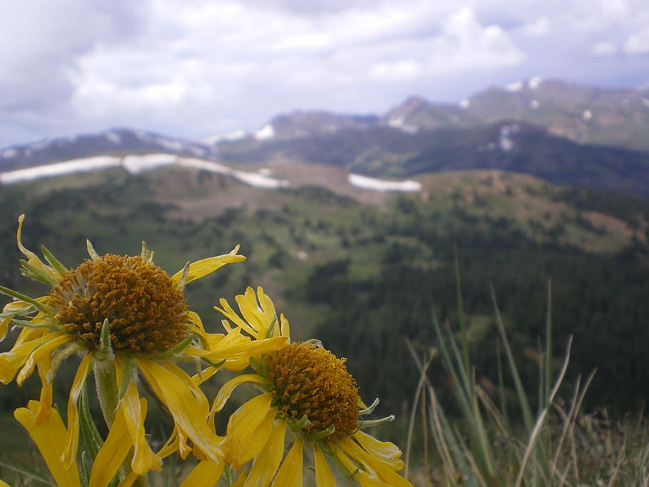 Flowers, Mountains, Clouds, Nature, scenic, alpine, yellow HD wallpaper