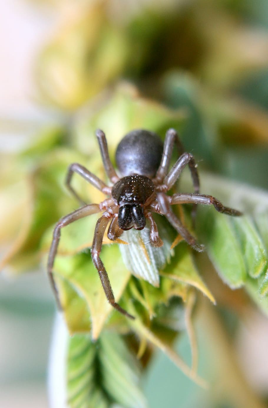 spider, arachnid, predator, invertebrate, animals in the wild HD wallpaper