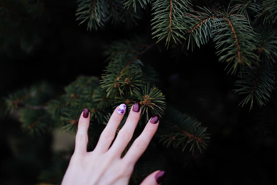 person touching green plant, person's hand with purple manicure holding plant HD wallpaper