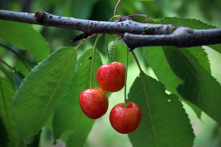cherries, fruit, summer, red, healthy eating, food and drink HD wallpaper