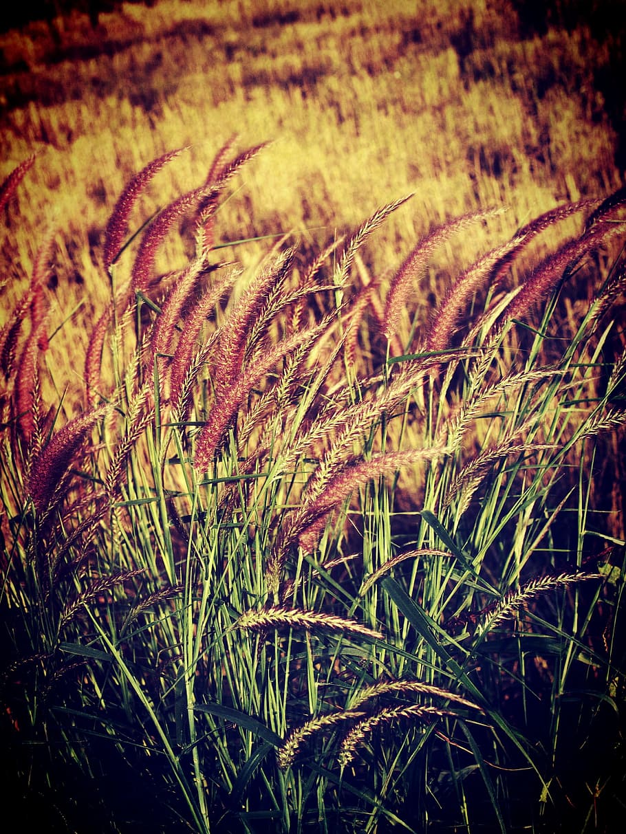 field, filter, flora, flower, foliage, garden, images, landscape HD wallpaper