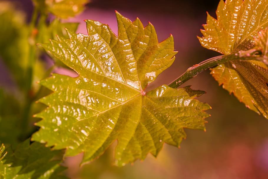 wine, wine leaf, nature, plant, spring, garden, scion, new HD wallpaper