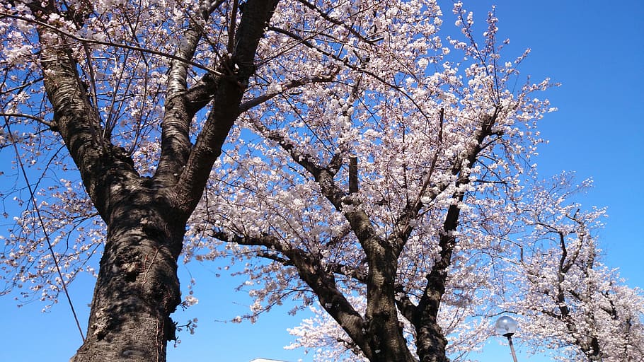 flowers, cherry, landscape, tree, plant, low angle view, sky HD wallpaper