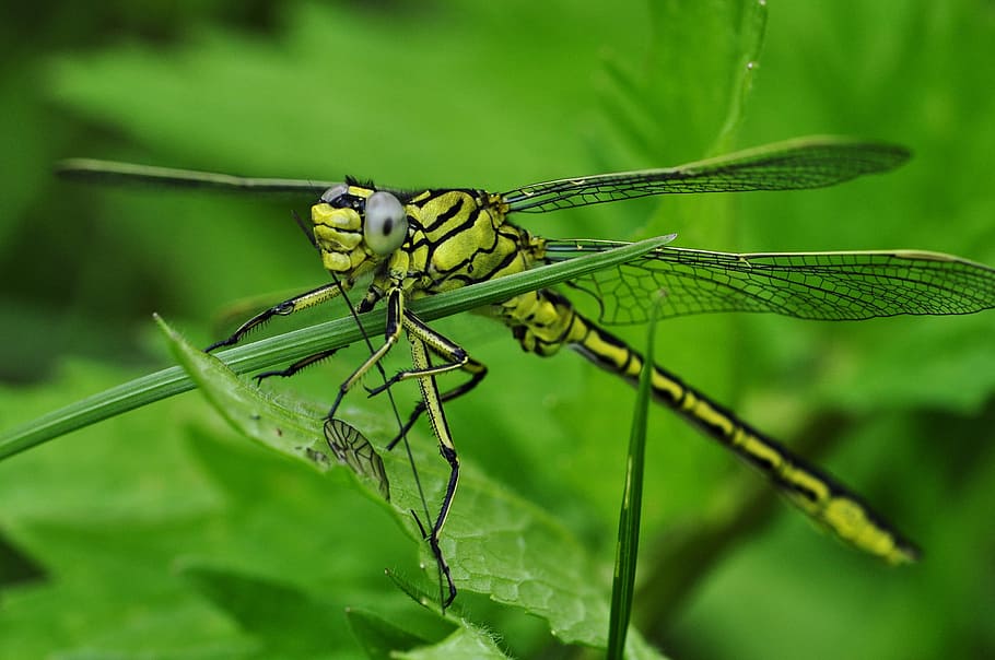 macro photo of dragonfly, insect, water, lake, predatory insect HD wallpaper
