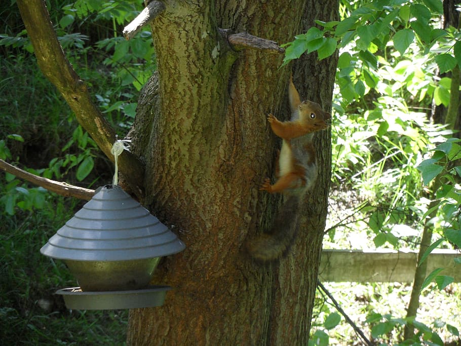 squirrel, nature, animals, summer, tree, forest, outdoors, wildlife HD wallpaper