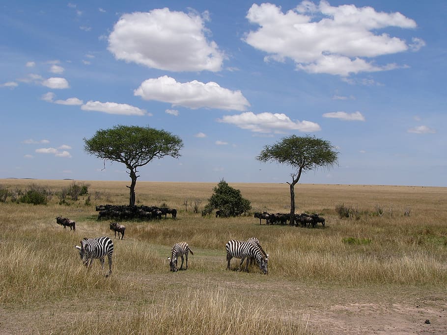 shadow, zebras, protection, lunch, africa, snuggle, plant, tree HD wallpaper