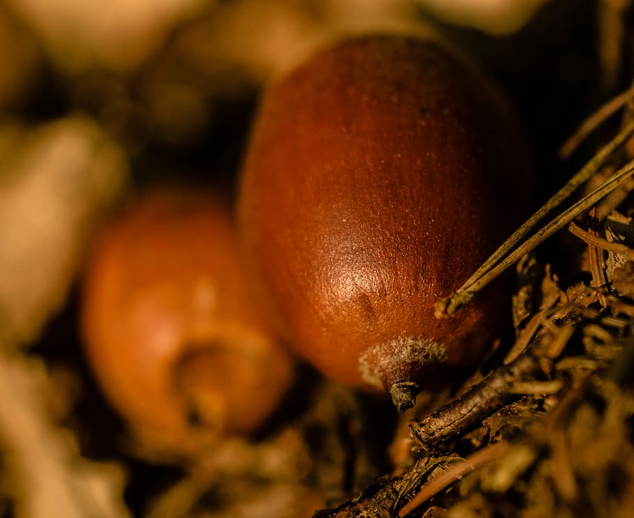 focus photography of nut, selective focus photography of brown fruit, HD wallpaper