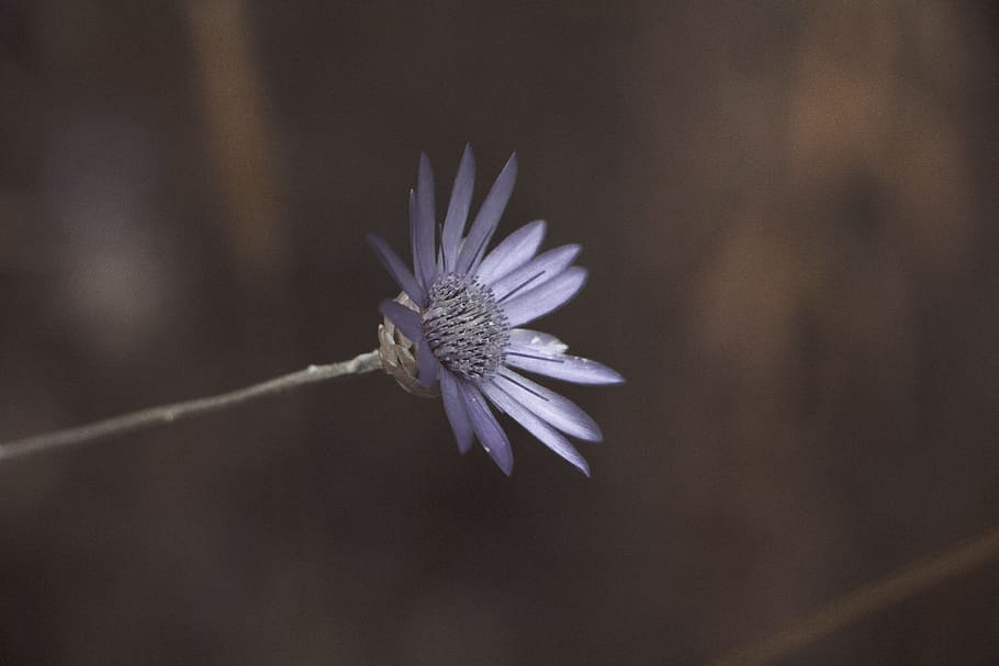 Macro Lens Photo Showing Purple Flower, bloom, blossom, flora HD wallpaper