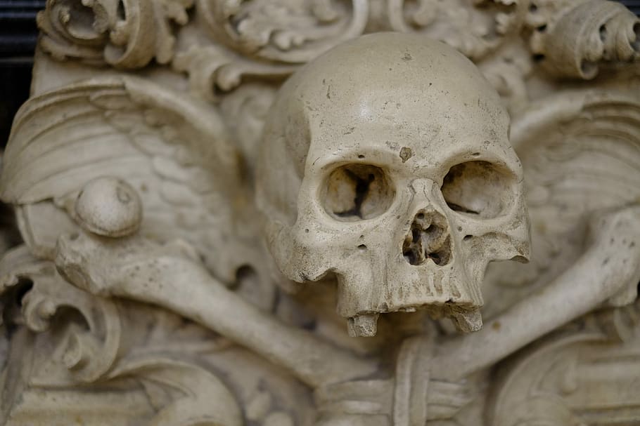 closeup photo of human skull, white ceramic skull, skeleton, sculpture HD wallpaper