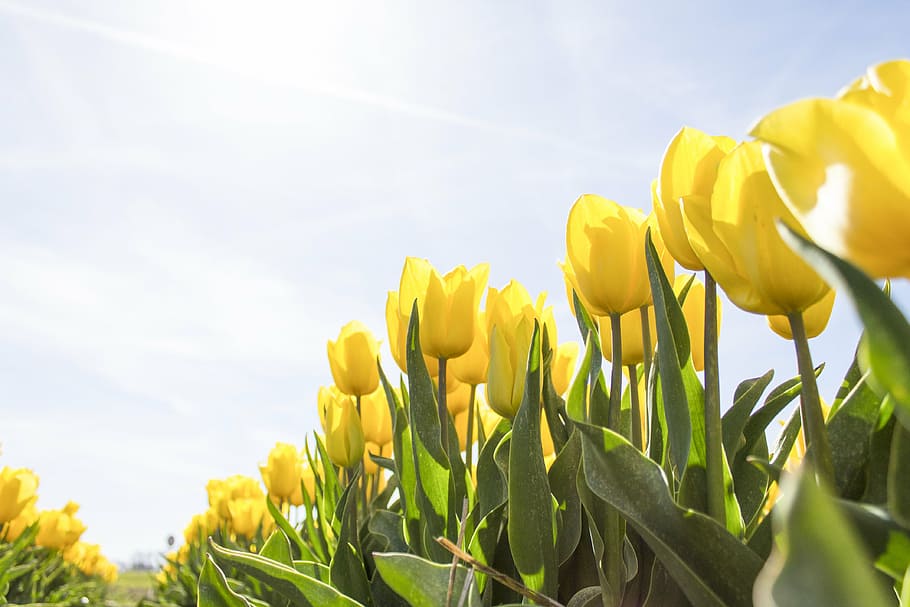 beautiful, bloom, blooming, blossom, blue, bright, bulb, close-up HD wallpaper