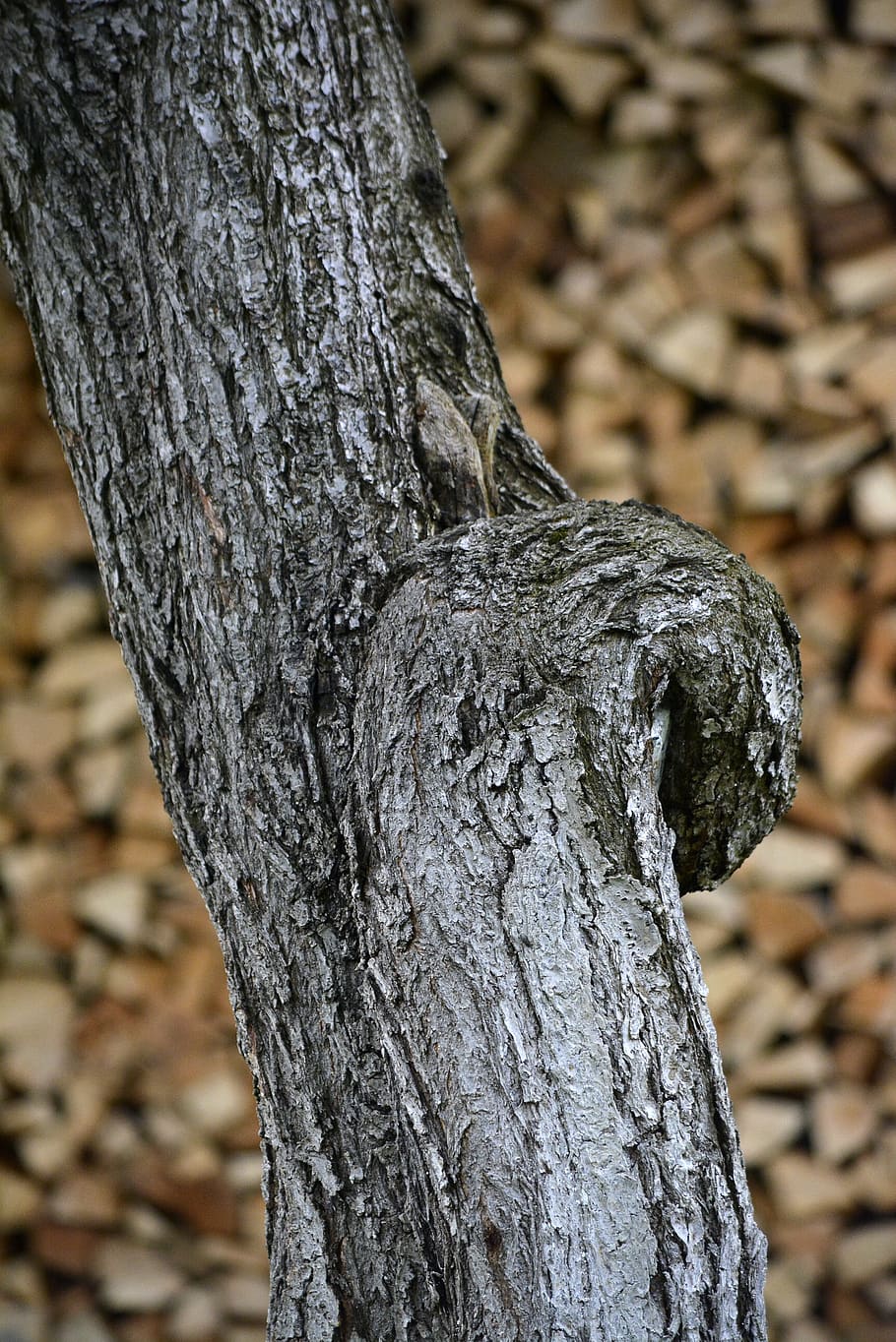 tree, core, texture, wooden, material, nature, timber, shape HD wallpaper