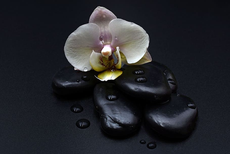 white and pink flower on black pebbles, stones, orchid, orchid flower, HD wallpaper