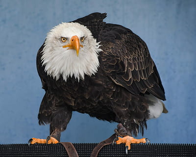 eagle, bald eagle, raptor, bird, vertebrate, animal, animal themes HD wallpaper