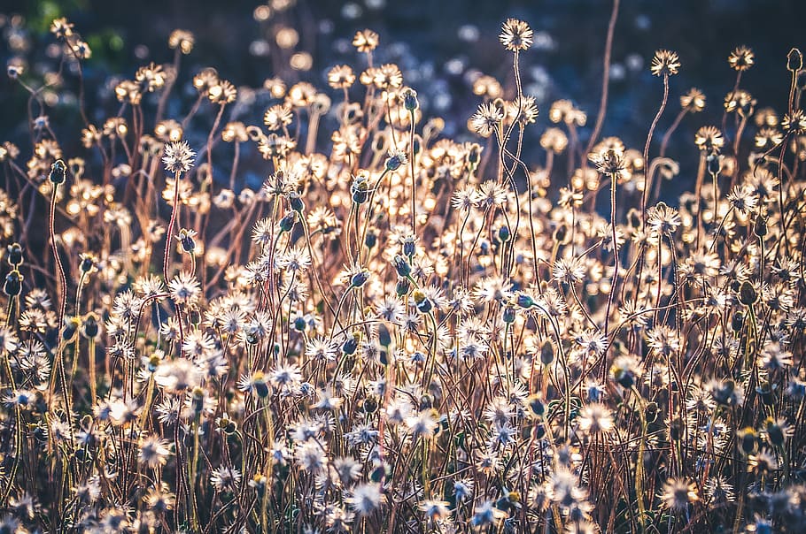 Flowerbed, bloom, blossom, delicate, field, flora, flowers, garden HD wallpaper