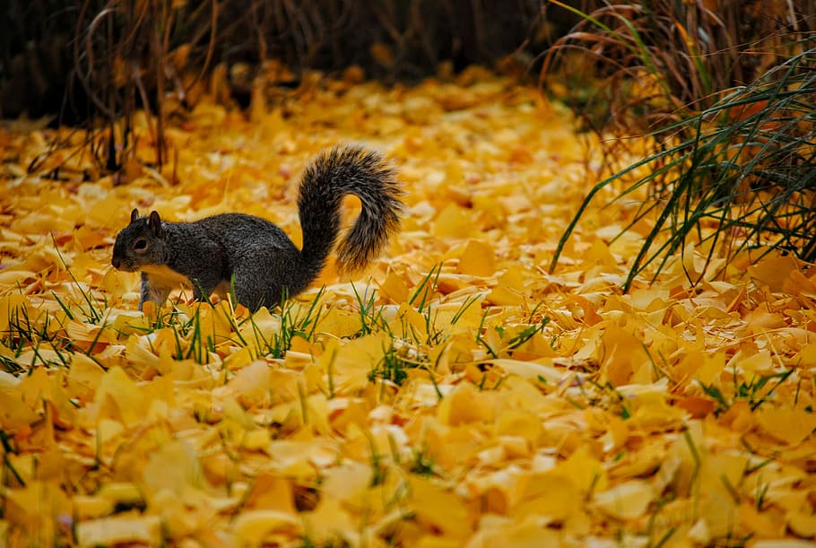 Squirrel on ground, wildlife photography of gray squirrel surrounded grass HD wallpaper
