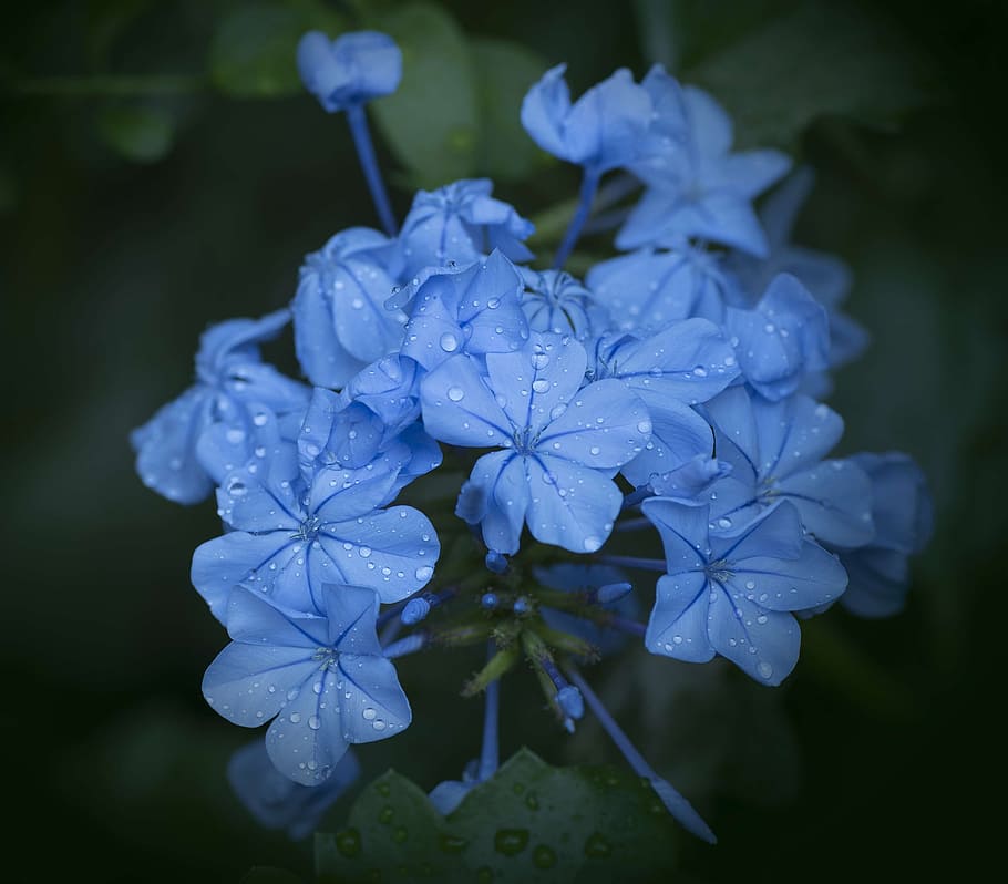 blue leadwort flowers macro photography, plumbago, close, decorative HD wallpaper