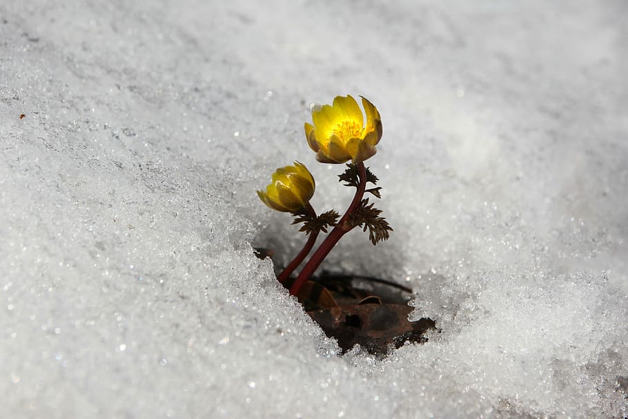 yellow buttercup flower on snow ground, winter, nature, multiple seconds HD wallpaper