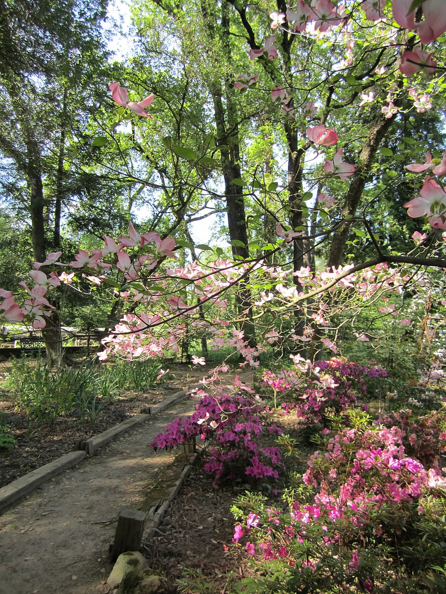 park, landscape, garden, spring, flower, flowers, nature, plant HD wallpaper