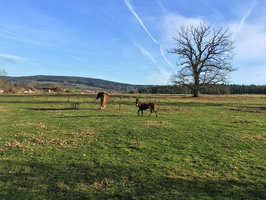 pasture, coupling, horse, graze, eat, donkey, tree, sky, mammal HD wallpaper