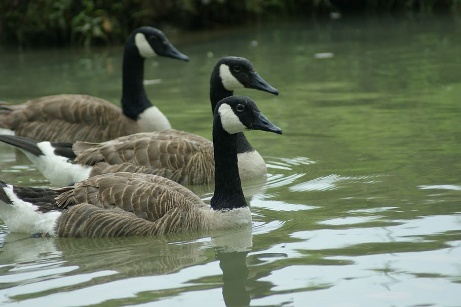 Canada goose clearance 10k 2018 4k