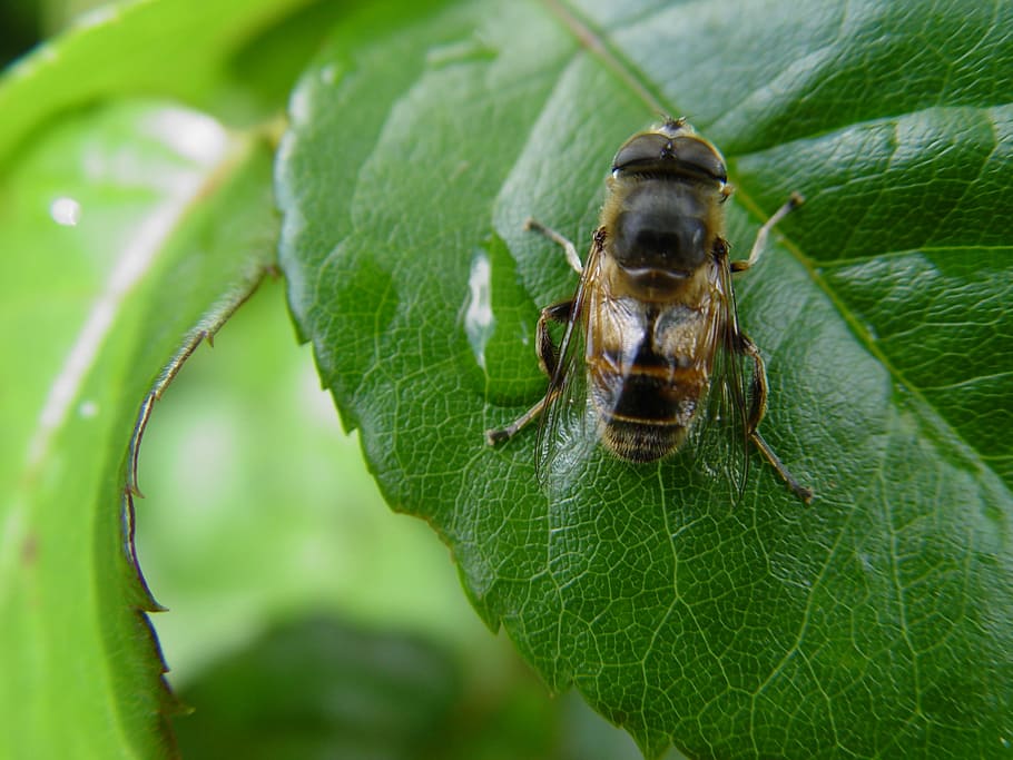 Insect, Macro, Bee, one animal, leaf, animal themes, green color HD wallpaper