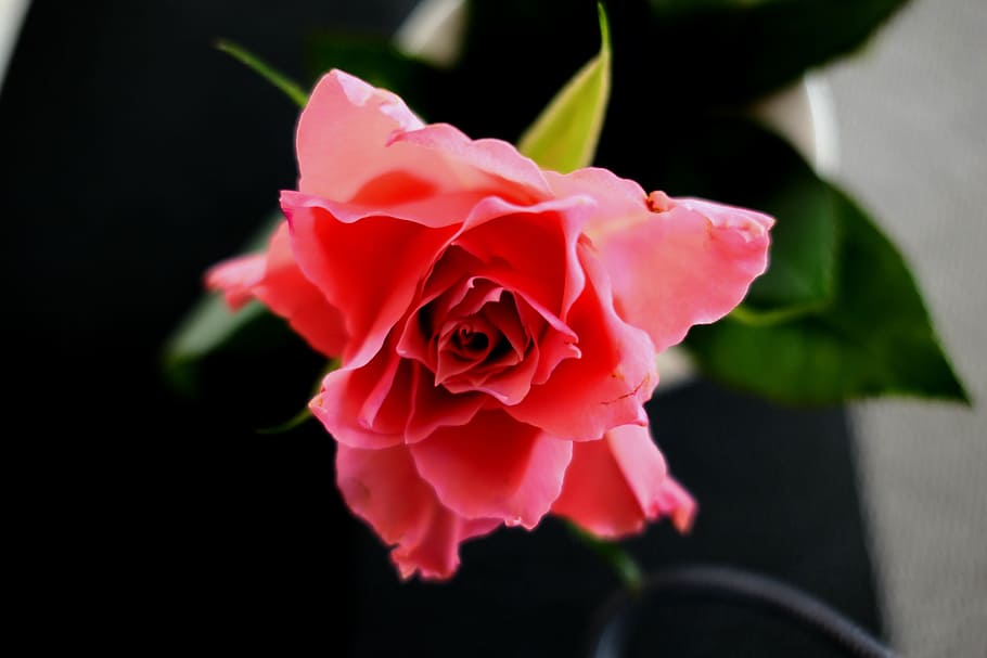 rose, red rose, blossom, bloom, give, wedding day, red roses HD wallpaper