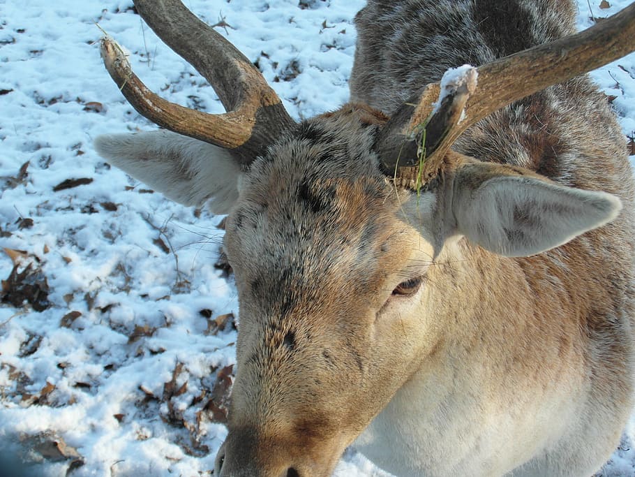 hirsch, fallow deer, winter, snow, forest, blade, antler, flock HD wallpaper