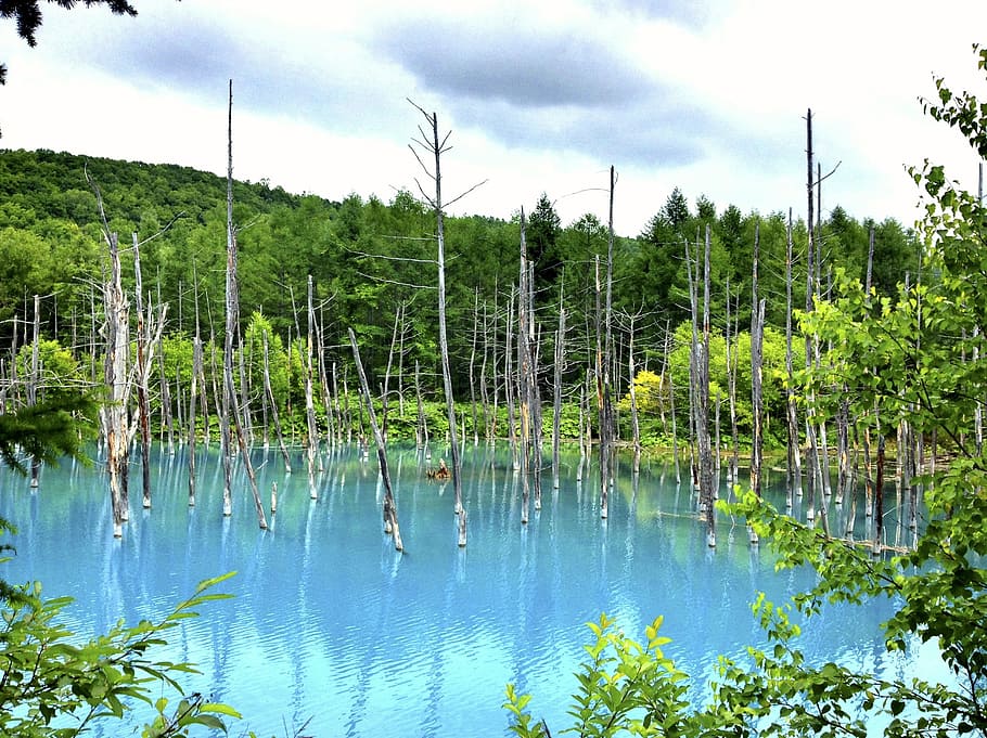 Pond, Blue, Trees, Reflection, Tranquil, lake, water, peaceful HD wallpaper